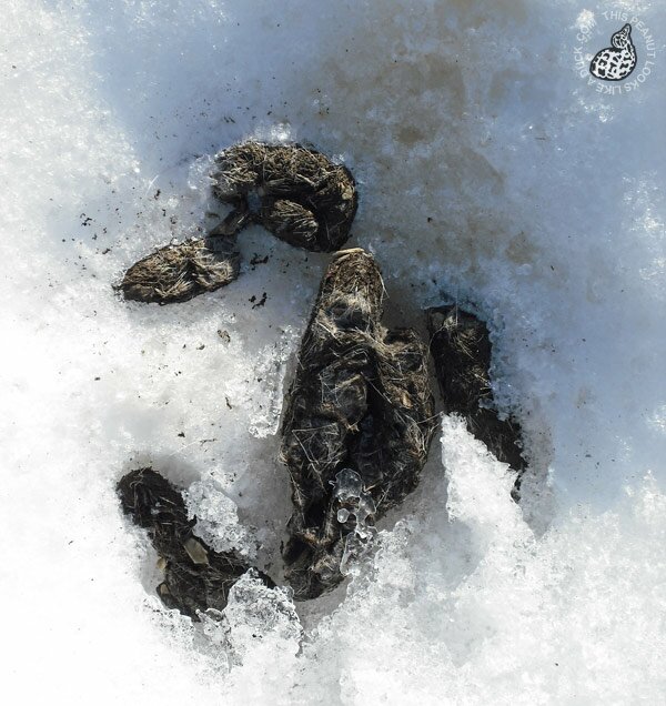 wild-animal-poo-duck wild-animal-poo-duck