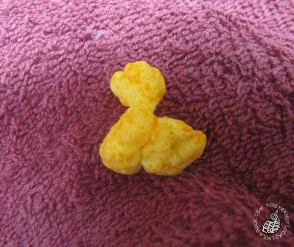 cheesypoof-duck cheesypoof-duck