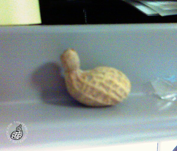 duckpeanut duckpeanut